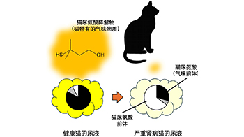 岩手大学发现猫尿气味变淡是肾病的信号