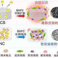 大阪大学利用纳米粘土凝胶与BMP2实现无副作用高质量骨再生，为新一代治疗方法开辟道路