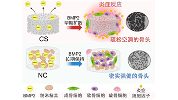 大阪大学利用纳米粘土凝胶与BMP2实现无副作用高质量骨再生，为新一代治疗方法开辟道路