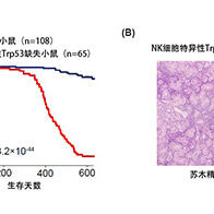 国立癌研与庆应大学开发出全球首个可重现NK细胞淋巴瘤免疫环境的小鼠模型，为“难治性疾病”的新疗法开辟道路