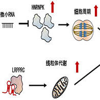 札幌医科大学发现与口腔癌进展有关的RNA分子，长链RNA通过与微小RNA的相互作用促进癌细胞增殖