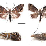 九州大学在小笠原发现2个独立进化的蛾类新物种