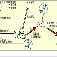 神户大学、京都大学等解明内质网蛋白质命运决定机制，60多种疾病与其相关