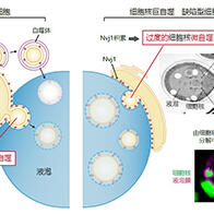 东京科学大学发现防止细胞核自噬失控导致的过度降解机制