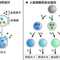 岐阜大学利用金属酶的活性控制，成功调控人造细胞的命运