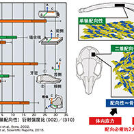 【特集】利用金属3D打印机开发椎间融合器，提升骨骼强度，精密制作微细结构（下）