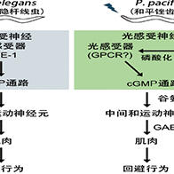 线虫无眼却能感知光线，广岛大学发现光反应所需基因，为开发新型驱除方法奠定基础