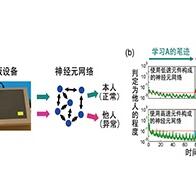 仅需500皮瓦即可工作的晶体管，模拟高效处理低速信号的“生物神经元组织”