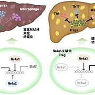 和歌山县立医科大学发现调节性T细胞的增加可抑制肝脏炎症，为“日本300万”MASH患者的治疗提供新思路