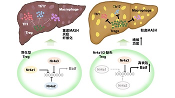 和歌山县立医科大学发现调节性T细胞的增加可抑制肝脏炎症，为“日本300万”MASH患者的治疗提供新思路