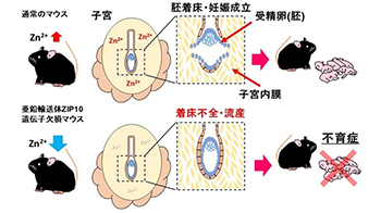 麻布大学发现锌缺乏是导致不育症的原因