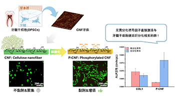 九州大学利用植物来源物质制作再生牙齿牙床，成功培养出人类牙髓干细胞