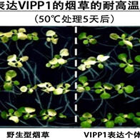 冈山大学通过强化光合作用的类囊体膜，成功培育出耐高温植物