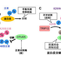 星药科大学等发现蛋白质分解的“矛与盾”：揭示疾病预防酶的博弈机制