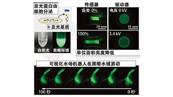 黑暗环境中自主发光游动的水母型机器人，利用生物来源材料实现高能效与低环境负荷