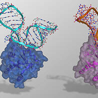 宫崎大学等阐明两种人工RNA-蛋白质复合体的基础结构