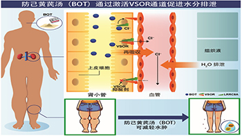 秋田大学明确“防己黄芪汤”改善水肿的机制，通过调节体内离子与水分实现平衡