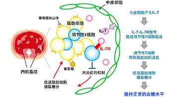 京大发现抑制2型糖尿病需要调节性T细胞的IL-7受体，为开发治疗药物开辟道路
