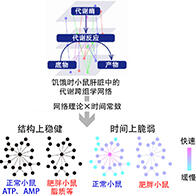 东京大学等明确饥饿时代谢跨组学网络的结构稳健性与时间脆弱性