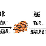 东京大学：蛋白质熟成增加游离氨基酸，调节肉的味道