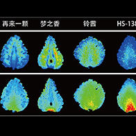 北海道大学通过定量质谱成像视觉化呈现草莓味道差异
