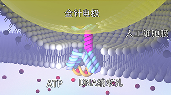 长冈技科大与日本东北大学开发出DNA纳米孔传感器，实现定制化分子检测，助力新药研发与疾病诊断