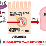 日本国立癌症研究中心：约半数大肠癌或与肠道菌群相关，分泌毒素会引发特定基因突变