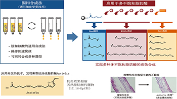 东京大学开发出Omega-3脂肪酸的快速精密合成法，发现新型抗炎性脂肪酸