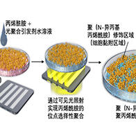 广岛大学等开发出大量分泌细胞因子的间充质干细胞薄膜，提升治疗效果
