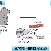 大阪大学构建肝脏内产生生物药物的“体内工厂”，糖尿病治疗中一次效果可持续6个月以上