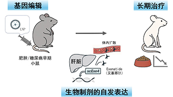 大阪大学构建肝脏内产生生物药物的“体内工厂”，糖尿病治疗中一次效果可持续6个月以上