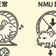 干劲取决于激素！？冈山大学新发现神经介素U是关键