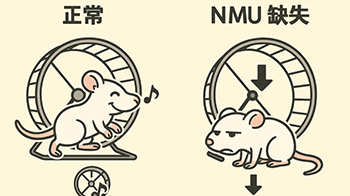 干劲取决于激素！？冈山大学新发现神经介素U是关键