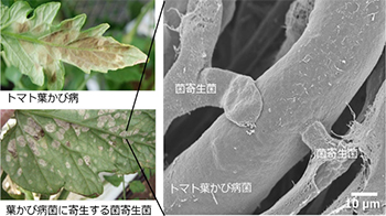 摄南大学等发现可吞噬番茄霉菌病原菌的真菌，有望作为生物农药实用化