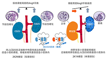 筑波大学等明确左右肾脏通过信息交换，相互调节功能平衡的机制