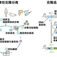 大阪大学设计出提取特定命运细胞的方法，有望应用于再生医疗及细胞进化等多种用途