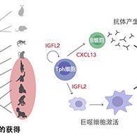 京都大学鉴定出类风湿关节炎中灵长类特异性的新型细胞因子，或为类风湿关节炎治疗提供关键线索