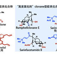 日本东北大学确立萜类天然产物衍生物的“自由”合成法，掌握药物研发的关键