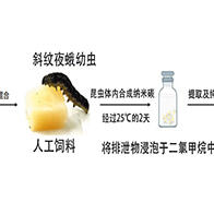 理化学研究所提出新型分子创制理论：在昆虫体内合成获得荧光特性的纳米碳，异物代谢酶参与反应
