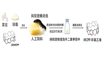 理化学研究所提出新型分子创制理论：在昆虫体内合成获得荧光特性的纳米碳，异物代谢酶参与反应