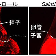 熊本大学阐明精子在子宫内游动的机理，有望推动男性不育症分子诊断方法及避孕药研发