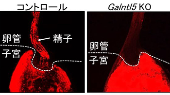 熊本大学阐明精子在子宫内游动的机理，有望推动男性不育症分子诊断方法及避孕药研发