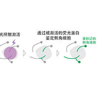 理研：对气味的好恶感知由不同的神经回路结构产生