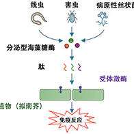 理研揭示植物识别寄生线虫的机制，鉴定出引发免疫反应的关键肽与受体