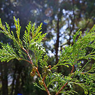 筑波大学研究发现：日本和台湾的天然扁柏于100万年前发生遗传分化