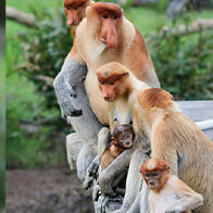 长鼻猴的雄性：硕大鼻子造就个性声音，用于彼此识别？