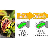 埼玉大学与基础生物学研究所证明：“植物也有感觉”