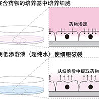 九州大学研发出细胞破裂后5秒内提取细胞质的方法，实现癌细胞药物摄取量的简便直接测量