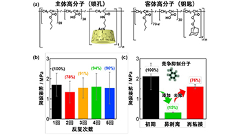 大阪大学利用中子阐明界面结构，开发出“粘着牢固但可剥离”的胶粘剂