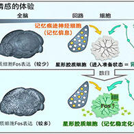 理研和九州大学：明确“选择性保留记忆”的生理机制，深刻印象与重复经历是不遗忘的“心灵便签”